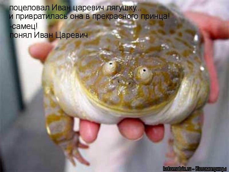поцеловал Иван царевич лягушку... и привратилась она в прекрасного принца! -самец! понял Иван Цареви... Котоматрица: поцеловал Иван царевич лягушку... и привратилась она в прекрасного принца! -самец! понял Иван Царевич