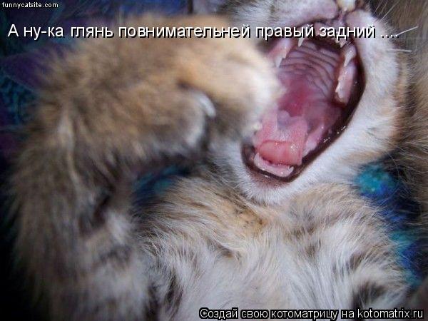 А ну-ка глянь повнимательней правый задний ....... Котоматрица: А ну-ка глянь повнимательней правый задний ....