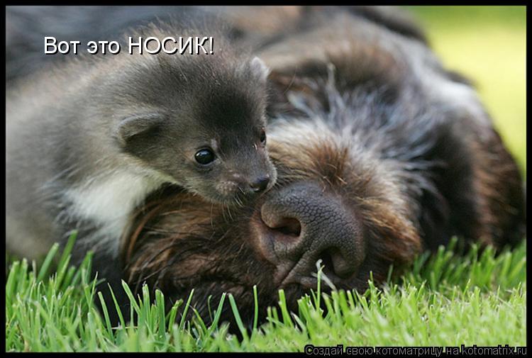 Вот это НОСИК!... Котоматрица: Вот это НОСИК!