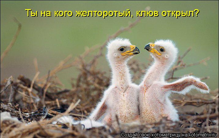 Ты на кого желторотый, клюв открыл?... Котоматрица: Ты на кого желторотый, клюв открыл?