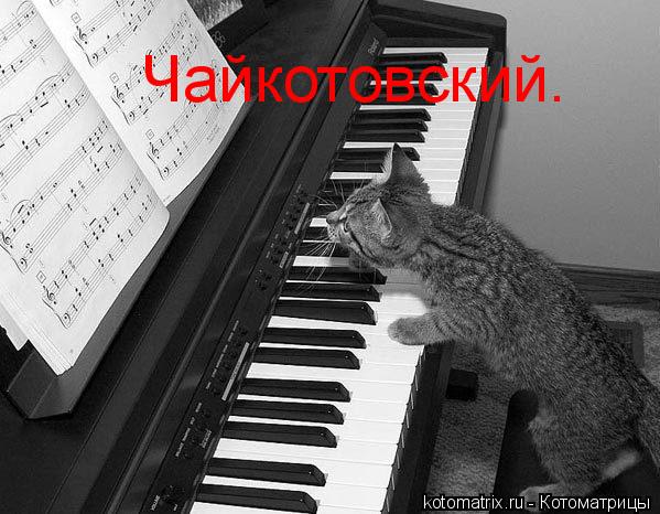 Чайкотовский.... Котоматрица: Чайкотовский.