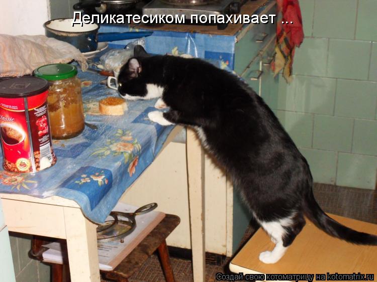 Деликатесиком попахивает ...... Котоматрица: Деликатесиком попахивает ...