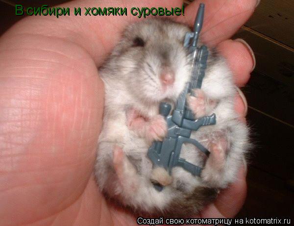 В сибири и хомяки суровые!... Котоматрица: В сибири и хомяки суровые!