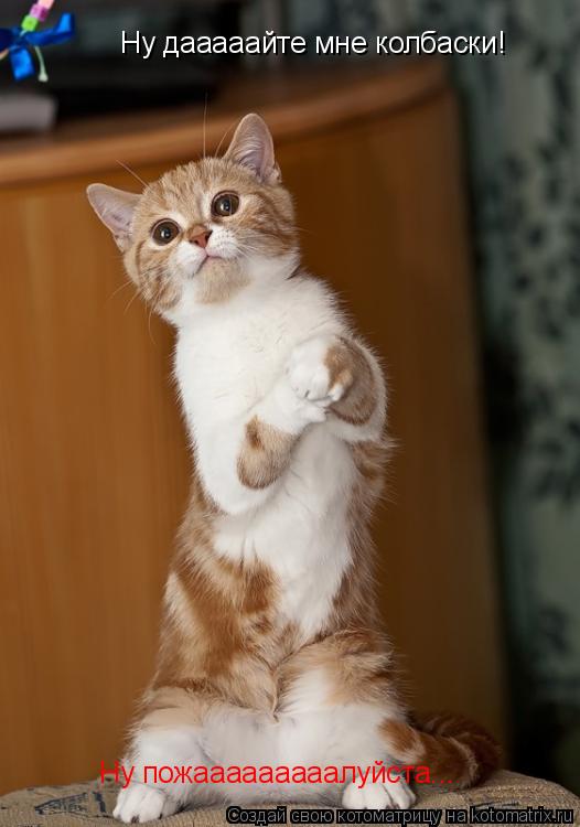 Ну дааааайте мне колбаски! Ну пожааааааааалуйста...... Котоматрица: Ну дааааайте мне колбаски! Ну пожааааааааалуйста...