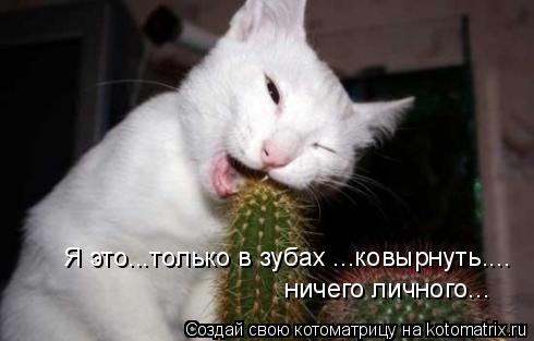 Я это...только в зубах ...ковырнуть.... ничего личного...... Котоматрица: Я это...только в зубах ...ковырнуть.... ничего личного...