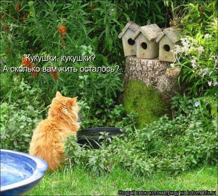Кукушки, кукушки? А сколько вам жить осталось?...... Котоматрица: Кукушки, кукушки? А сколько вам жить осталось?...
