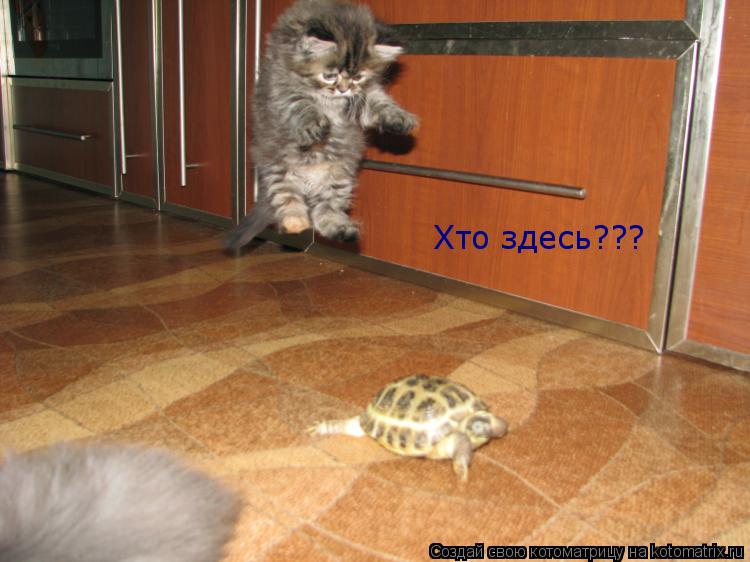 Хто здесь???... Котоматрица: Хто здесь???