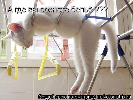 А где вы сохнете бельё ???... Котоматрица: А где вы сохнете бельё ???