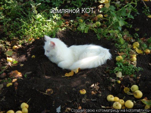 земляной КОТ... Котоматрица: земляной КОТ