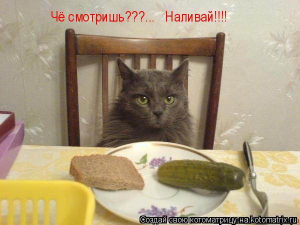 Чё смотришь???... Наливай!!!!... Котоматрица: Чё смотришь???... Наливай!!!!
