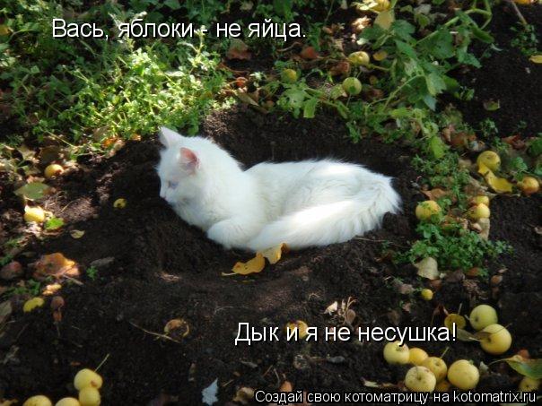 Вась, яблоки - не яйца. Дык и я не несушка!... Котоматрица: Вась, яблоки - не яйца. Дык и я не несушка!