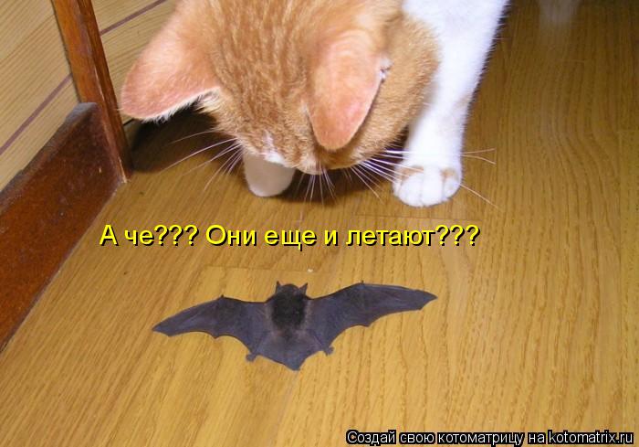А че??? Они еще и летают???... Котоматрица: А че??? Они еще и летают???