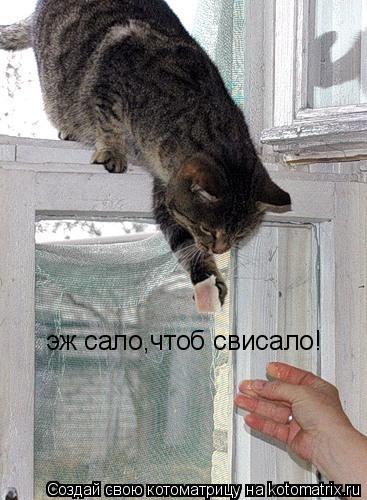 эж сало,чтоб свисало!... Котоматрица: эж сало,чтоб свисало!