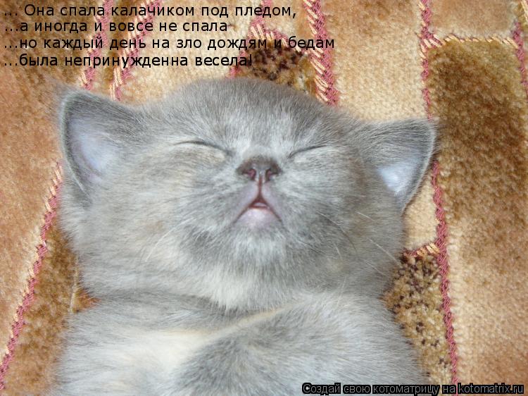 ... Она спала калачиком под пледом, ...а иногда и вовсе не спала ...но каждый день на зло дождям и бе... Котоматрица: ... Она спала калачиком под пледом, ...а иногда и вовсе не спала ...но каждый день на зло дождям и бедам ...была непринужденна весела! ...была непри