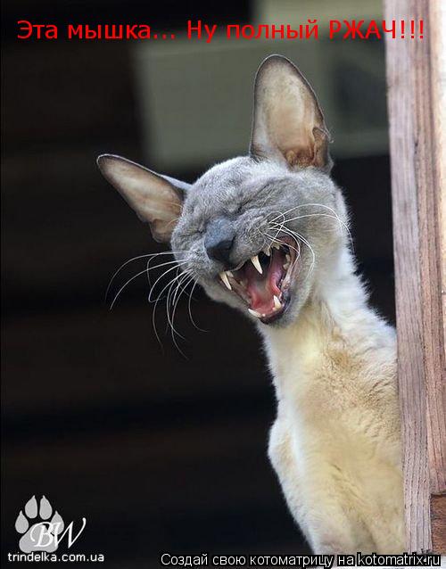 Эта мышка... Ну полный РЖАЧ!!!... Котоматрица: Эта мышка... Ну полный РЖАЧ!!!