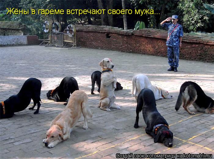 Жёны в гареме встречают своего мужа...... Котоматрица: Жёны в гареме встречают своего мужа...