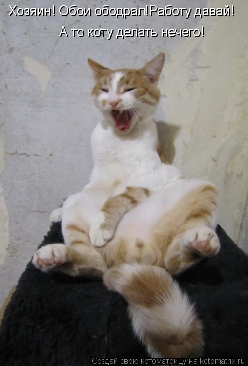 Хозяин! Обои ободрал!Работу давай! А то коту делать нечего!... Котоматрица: Хозяин! Обои ободрал!Работу давай! А то коту делать нечего!