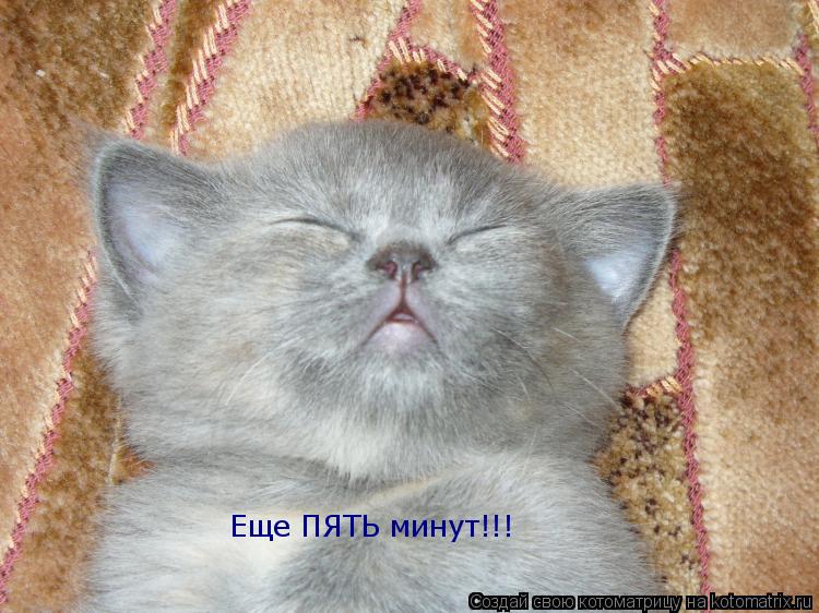 Еще ПЯТЬ минут!!!... Котоматрица: Еще ПЯТЬ минут!!!