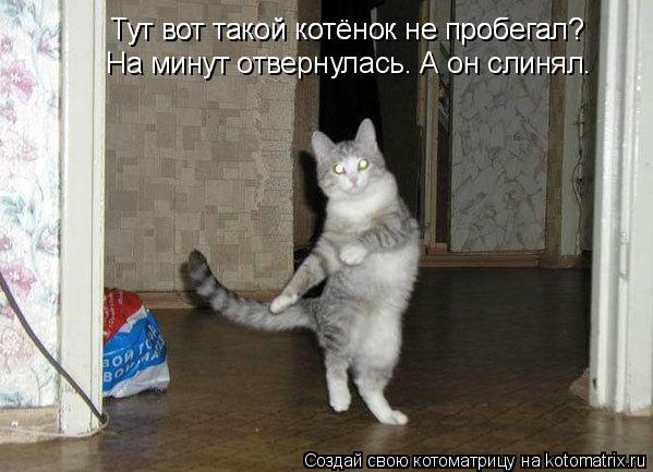 Тут вот такой котёнок не пробегал? Тут вот такой котёнок не Тут вот такой котёнок не пробегал? На ми... Котоматрица: Тут вот такой котёнок не пробегал? Тут вот такой котёнок не Тут вот такой котёнок не пробегал? На минут отвернулась. А он слинял.