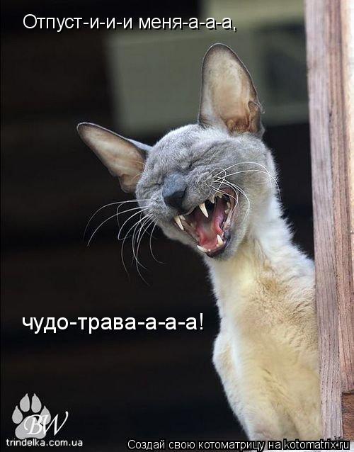 Отпуст-и-и-и меня-а-а-а, чудо-трава-а-а-а!... Котоматрица: Отпуст-и-и-и меня-а-а-а, чудо-трава-а-а-а!