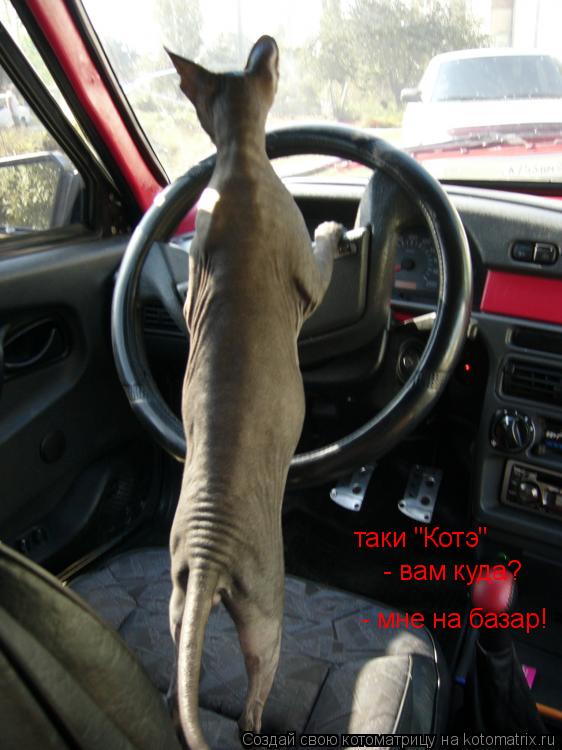 таки "Котэ" - вам куда? - мне на базар!... Котоматрица: таки "Котэ" - вам куда? - мне на базар!