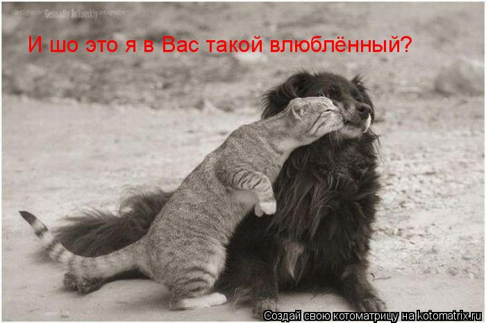 И шо это я в Вас такой влюблённый?... Котоматрица: И шо это я в Вас такой влюблённый?