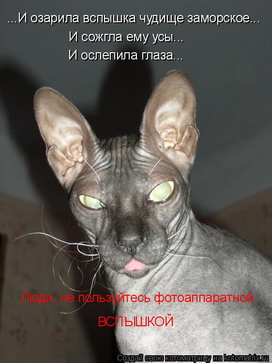 ...И озарила вспышка чудище заморское... И сожгла ему усы... И ослепила глаза... Люди, не пользуйтесь... Котоматрица: ...И озарила вспышка чудище заморское... И сожгла ему усы... И ослепила глаза... Люди, не пользуйтесь фотоаппаратной ВСПЫШКОЙ