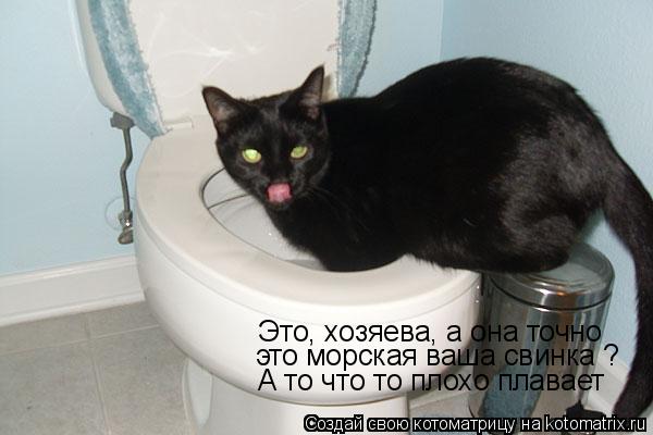 Это, хозяева, а она точно это морская ваша свинка ? А то что то плохо плавает... Котоматрица: Это, хозяева, а она точно это морская ваша свинка ? А то что то плохо плавает