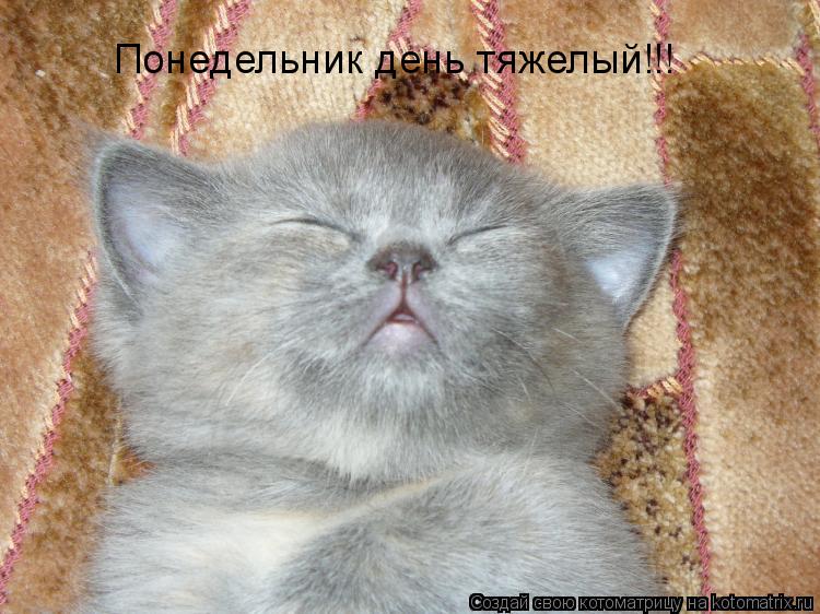 Понедельник день тяжелый!!!... Котоматрица: Понедельник день тяжелый!!!