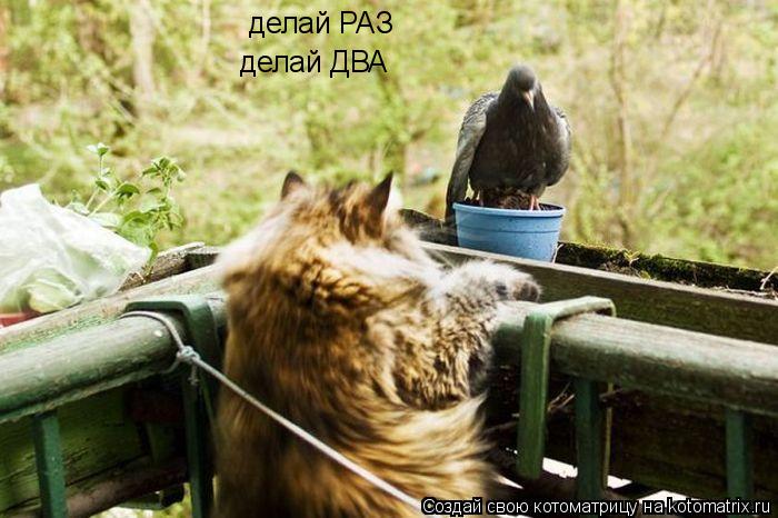 делай РАЗ делай ДВА... Котоматрица: делай РАЗ делай ДВА