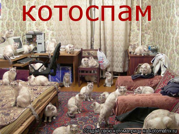 котоспам... Котоматрица: котоспам