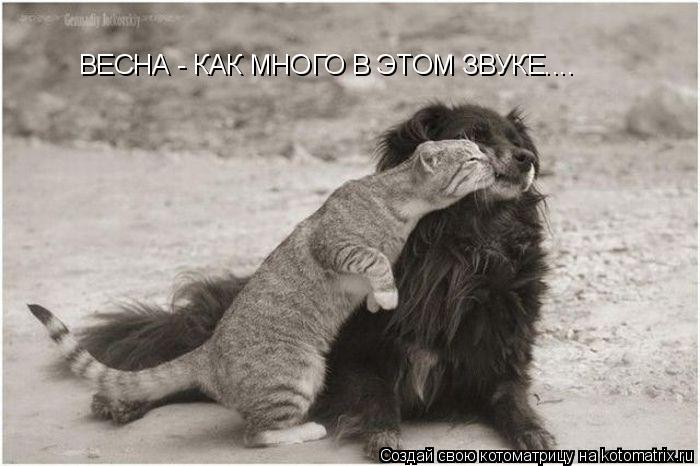 ВЕСНА - КАК МНОГО В ЭТОМ ЗВУКЕ....... Котоматрица: ВЕСНА - КАК МНОГО В ЭТОМ ЗВУКЕ....