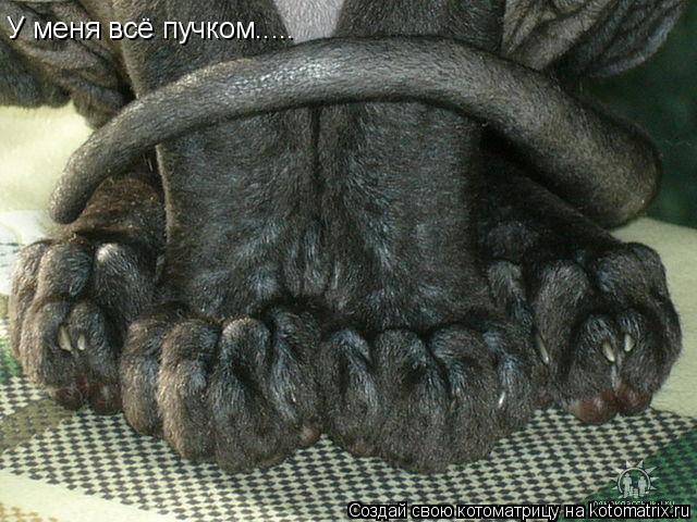 У меня всё пучком........ Котоматрица: У меня всё пучком.....