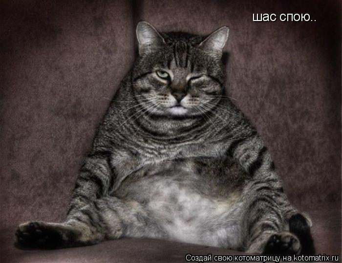 шас спою..... Котоматрица: шас спою..