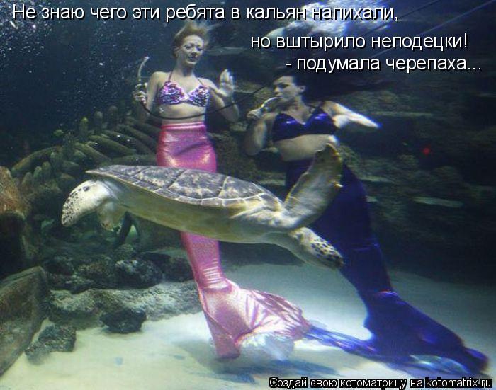 Не знаю чего эти ребята в кальян напихали, но вштырило неподецки! - подумала черепаха...... Котоматрица: Не знаю чего эти ребята в кальян напихали, но вштырило неподецки! - подумала черепаха...