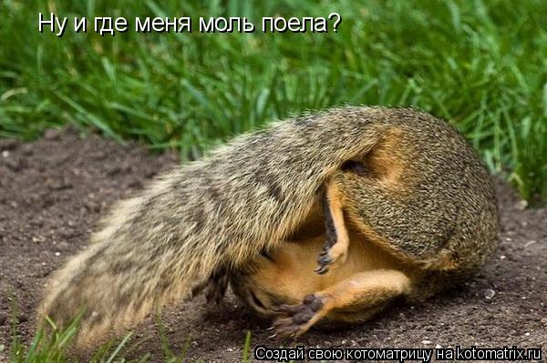 Ну и где меня моль поела?... Котоматрица: Ну и где меня моль поела?