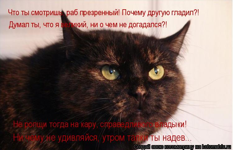 Что ты смотришь, раб презренный! Почему другую гладил?! Думал ты, что я великий, ни о чем не догадал... Котоматрица: Что ты смотришь, раб презренный! Почему другую гладил?! Думал ты, что я великий, ни о чем не догадался?! Ни чему не удивляйся, утром тапки ты н