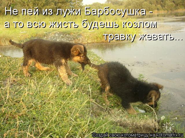 Не пей из лужи Барбосушка - а то всю жисть будешь козлом травку жевать...... Котоматрица: Не пей из лужи Барбосушка - а то всю жисть будешь козлом травку жевать...