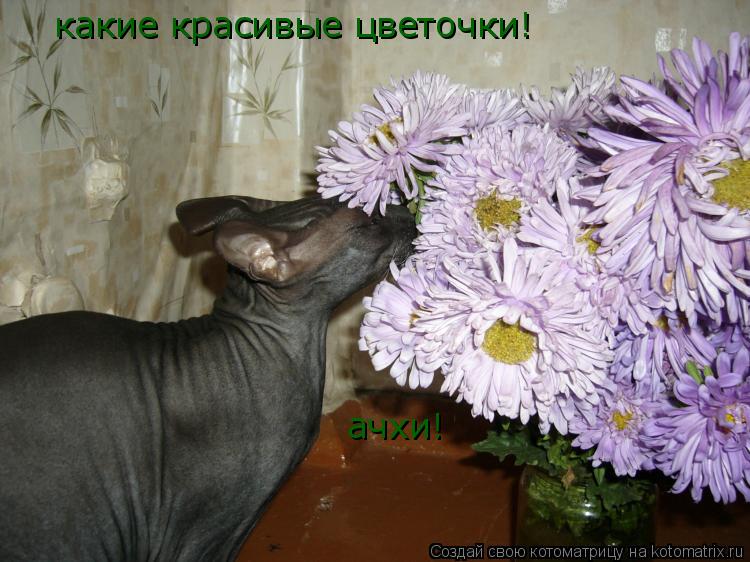 какие красивые цветочки! ачхи!... Котоматрица: какие красивые цветочки! ачхи!