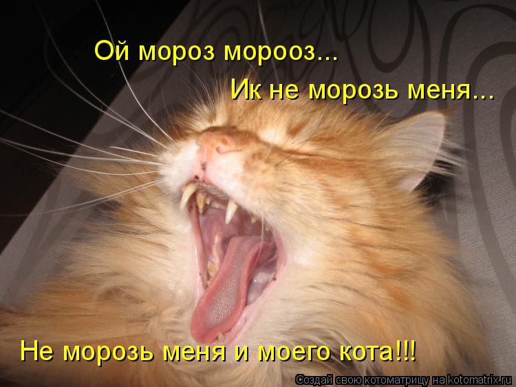 Ой мороз морооз... Ик не морозь меня... Не морозь меня и моего кота!!!... Котоматрица: Ой мороз морооз... Ик не морозь меня... Не морозь меня и моего кота!!!