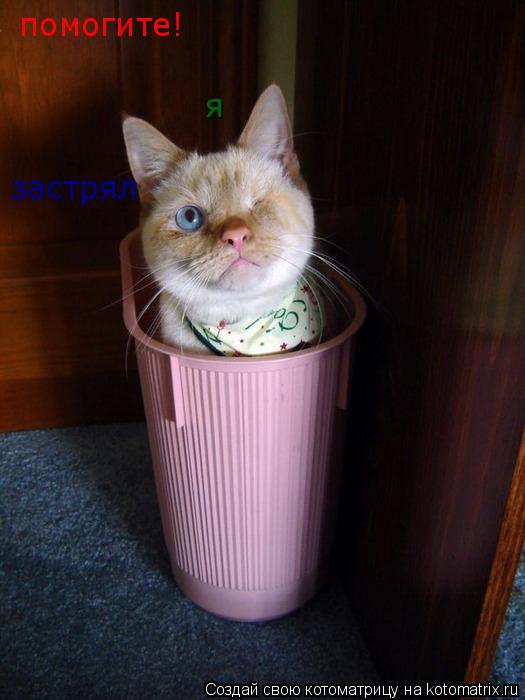 помогите! я застрял... Котоматрица: помогите! я застрял