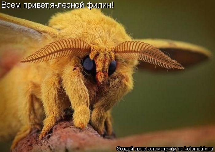 Всем привет,я-лесной филин!... Котоматрица: Всем привет,я-лесной филин!