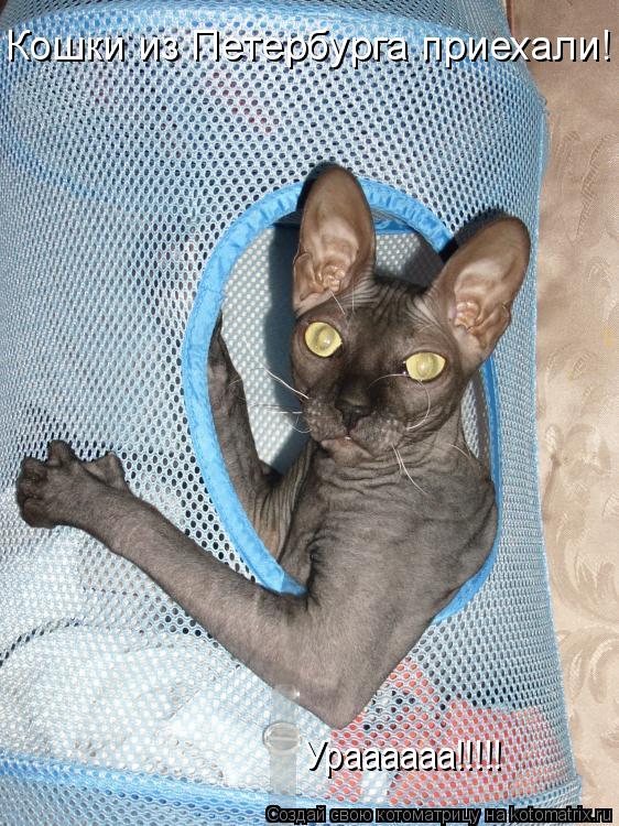 Кошки из Петербурга приехали! Ураааааа!!!!!... Котоматрица: Кошки из Петербурга приехали! Ураааааа!!!!!