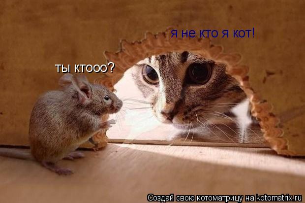 ты ктооо? я не кто я кот!... Котоматрица: ты ктооо? я не кто я кот!