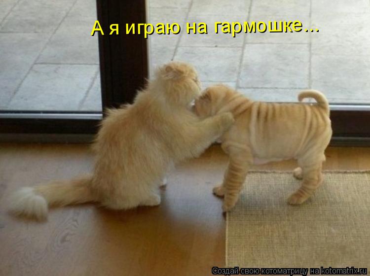 А я играю на гармошке...... Котоматрица: А я играю на гармошке...