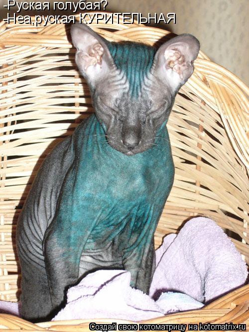 -Руская голубая? -Неа,руская КУРИТЕЛЬНАЯ... Котоматрица: -Руская голубая? -Неа,руская КУРИТЕЛЬНАЯ