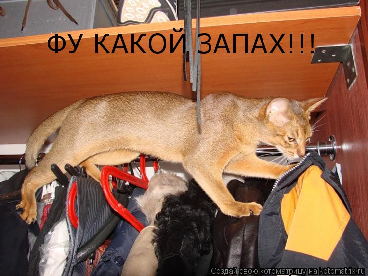 ФУ КАКОЙ ЗАПАX!!!... Котоматрица: ФУ КАКОЙ ЗАПАX!!!
