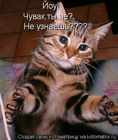Йоу! Чувак,ты че? Не узнаешь????... Котоматрица: Йоу! Чувак,ты че? Не узнаешь????