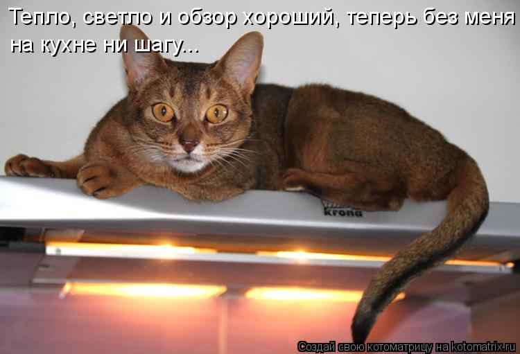 Тепло, светло и обзор хороший, теперь без меня на кухне ни шагу...... Котоматрица: Тепло, светло и обзор хороший, теперь без меня на кухне ни шагу...