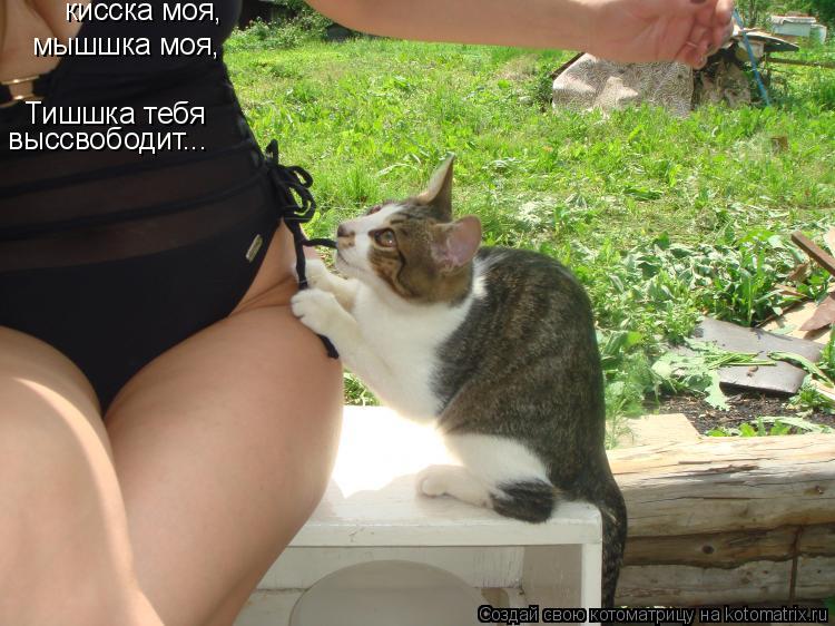 мышшка моя, Тишшка тебя кисска моя, выссвободит...... Котоматрица: мышшка моя, Тишшка тебя кисска моя, выссвободит...